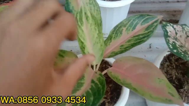 AGLONEMA BABY KOLEKSIAN MURAH DAN PAKET RUMPUNAN смотреть онлайн
