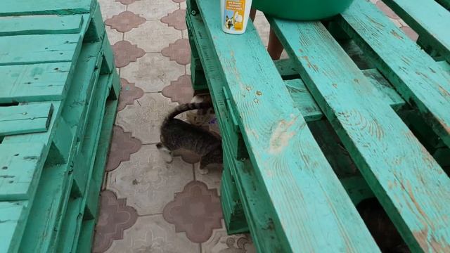 Как и в чем искупать щенков чихуа, от блох смотреть онлайн