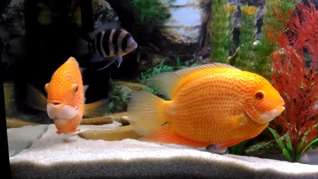 Северум красноточечный, Heros efasciatus, смотреть онлайн