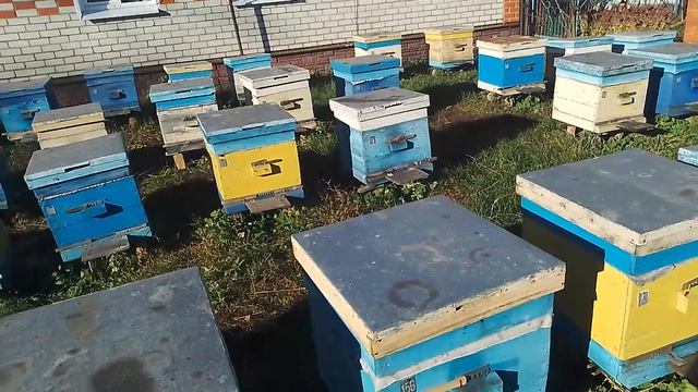 Облет пчёл в ноябре. смотреть онлайн