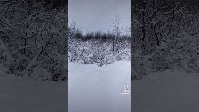 Зимние лес смотреть онлайн