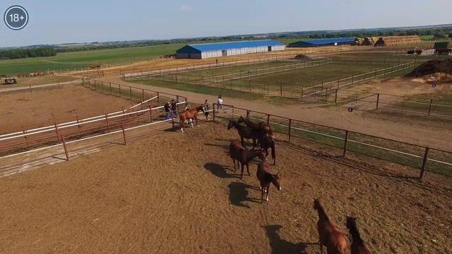 Чемпионы Татарстана: разведение скаковых лошадей| Фермерское дело смотреть онлайн