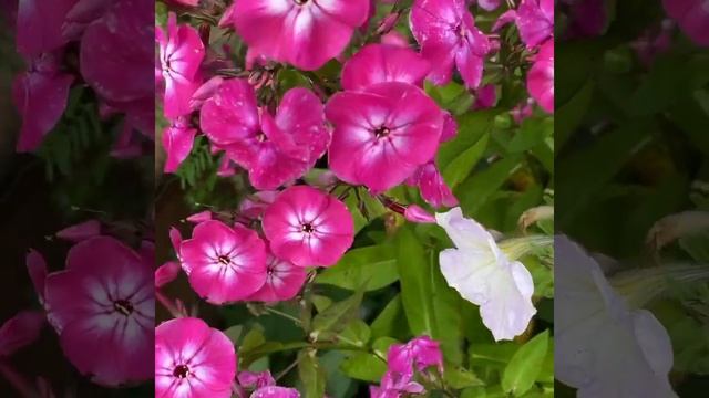 Флокс метельчатый Александра (Flox paniculata Alexandra) смотреть онлайн