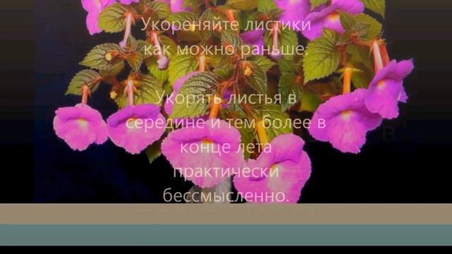 "Ахименес. Секреты ухода."Клуб Настоящих ЦветоМанов Росток смотреть онлайн