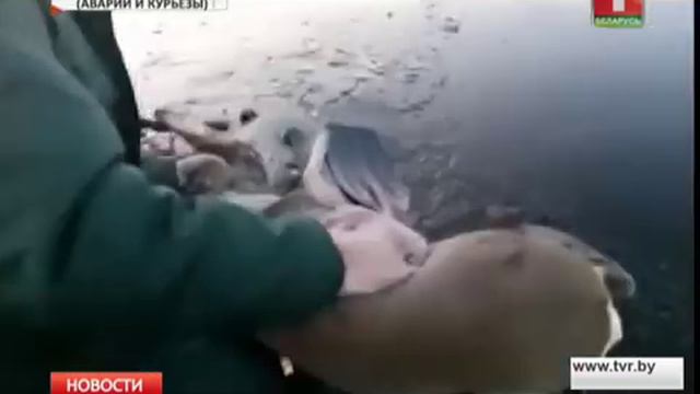 Два рыбака спасли косулю, провалившуюся под лед на реке Припять смотреть онлайн