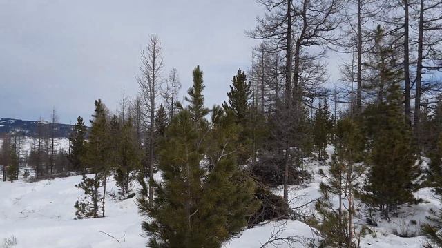 Тувинские оленеводы. часть 1. смотреть онлайн