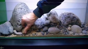 ПсевдоСкаты в аквариуме: севелия, гастромизон, бефортия