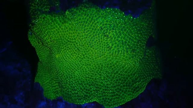 Fluorescent Light Dive2 - Grand Cayman - Sony RX100 II смотреть онлайн