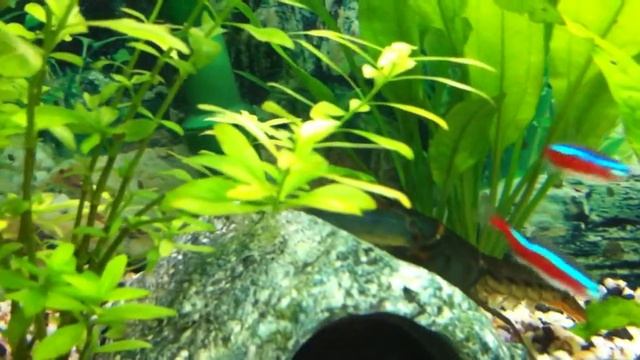 Cherax sp. Black Scorpion смотреть онлайн