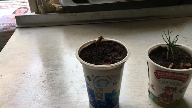 Как вырастить корейский кедр из семян в Подмосковье #кедр #подмосковье смотреть онлайн