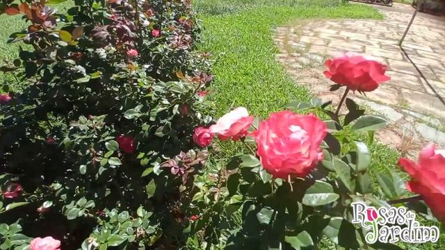 Rosa Nostalgie ? смотреть онлайн