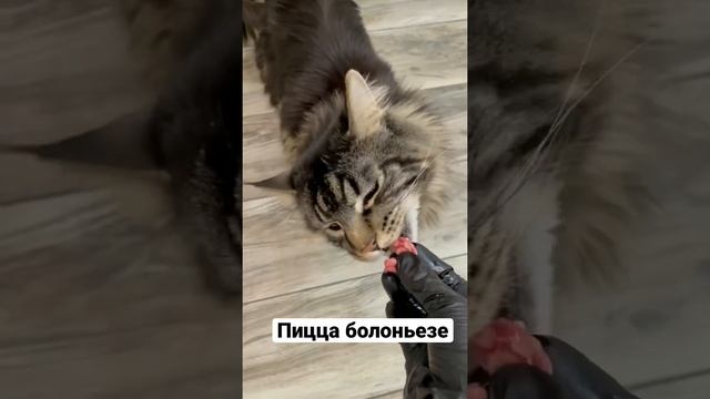 Когда не знаешь что готовить ,пиццу или пасту болоньезе,готовь пиццу болоньезе ?#пицца #болоньезе смотреть онлайн