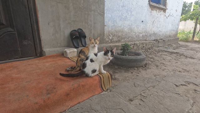 Везём гуманитарную помощь в Алёшкинский район Херсонской области. смотреть онлайн