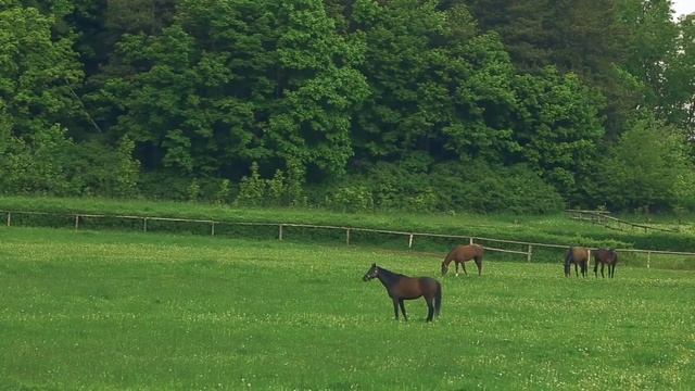 Почему программа кормления LifeTime от Fitmin ? смотреть онлайн