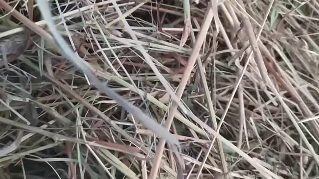 Откорм бычков Такое сено не везде увидишь.Видео обзор разнотравья сено. Как заготовить сено самому, смотреть онлайн