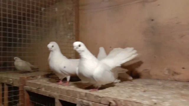 Крюковские голуби. Показываю по ближе. Часть 2