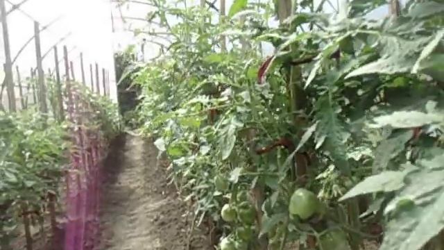 СКОЛЬКО ТОМАТОВ МОЖНО ВЫСАДИТЬ В ОДНУ ТЕПЛИЦУ. Видео Ольги Черновой 16 июня. смотреть онлайн