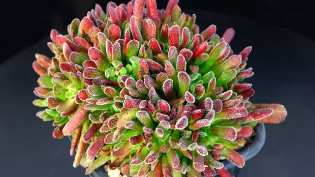 Crassula pubescens смотреть онлайн