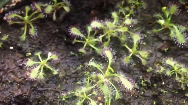 Drosera capensis: Cape Sundew seedlings update #1 смотреть онлайн