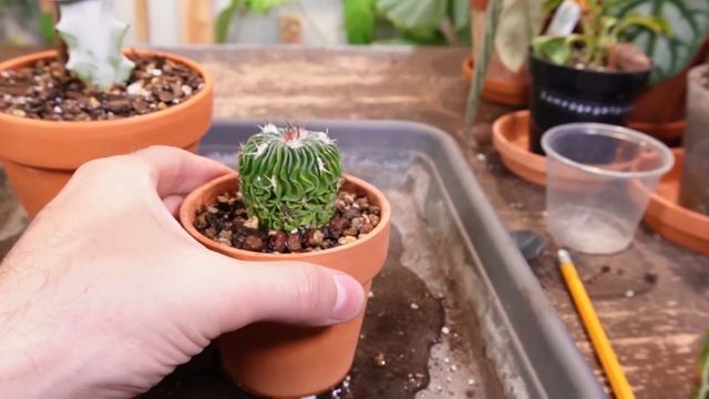 HOW and WHEN to repot cactus and succulents | 5 Essential Tips смотреть онлайн