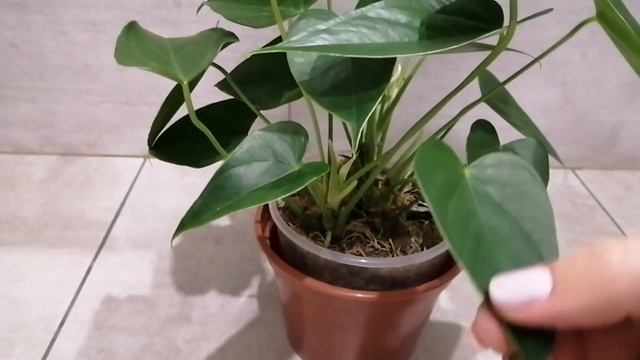 АНТУРИУМ. ПОЛИВ и УДОБРЕНИЕ во мхе быстро и просто ☘️?☘️ Ванилла. смотреть онлайн
