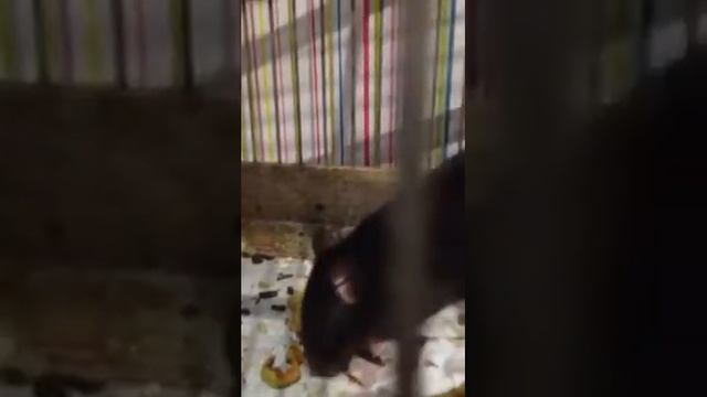 Крыса на скрытой камере