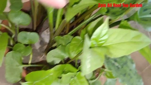 How to grow and care Drimiopsis Maculata\little White soldier\leopard plant?????in Urdu Hindi смотреть онлайн