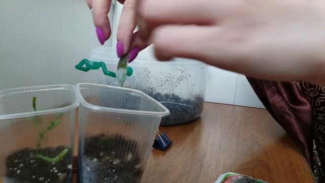 Комнатные растения. Укоренение лесных кактусов.? Шлюмбергера (декабрист), хатиора, рипсалидопсис.