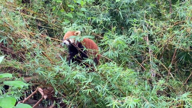 Панда парк в Китае | Как живут панды в самом большом заповеднике в мире? | Большие и красные панды