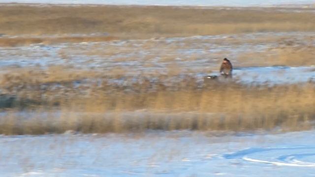 самодельный мотобуксировщик GUCH 600, мотособака 15 л.с смотреть онлайн