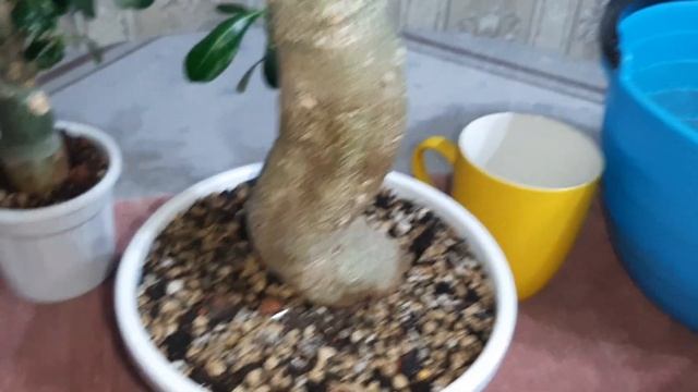 АДЕНИУМ В ЛЕЧУЗЕ! Посадка. 31.01.2023. смотреть онлайн