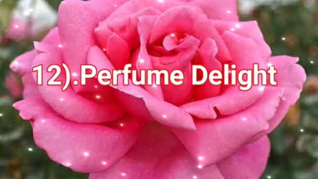 23 MOST DISEASE RESISTANT ROSES ON EARTH смотреть онлайн