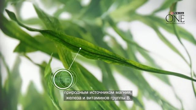 Новая Purina ONE® Природа здоровья