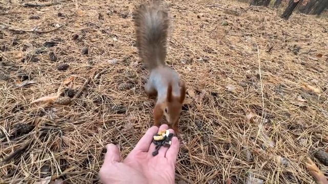 Сказка про белку. Белка песенки поет, да орешки все грызет!