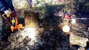 Поворотная шина бензопилы Дружба. Спиливание пня под самый корень.