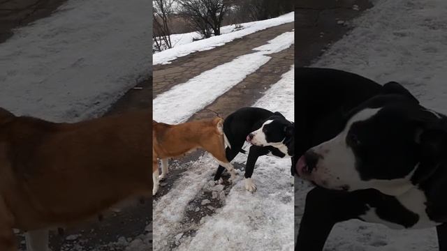 Вязка собак Ам-Стаф. смотреть онлайн