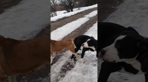 Вязка собак Ам-Стаф.