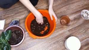 КАЛАНХОЭ ПЕРЕСАДКА. Что делать после покупки