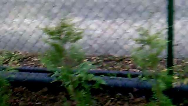 Это туи. смотреть онлайн