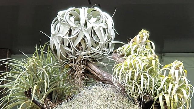 Tillandsia trees in the office of East Sea Fisheries Company ... October 9, 2020 смотреть онлайн