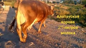 Алатауская высокоудойная корова 25литров#алатооу#алатау#сиыр#суттысиыр#молочнаякорова