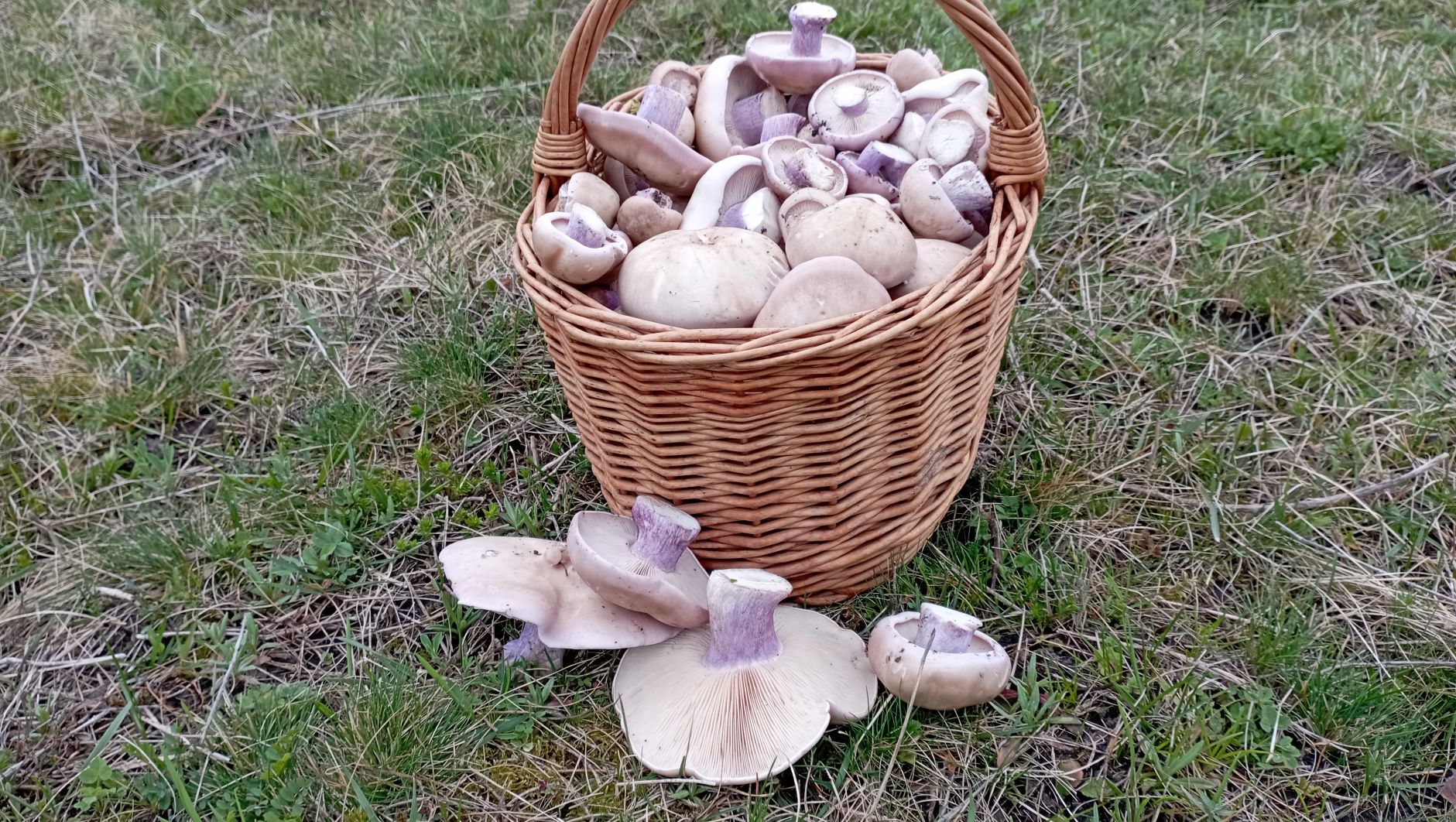 Набрали ГРИБОВ 20 марта 2023 года! смотреть онлайн