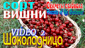 Вишня ШОКОЛАДНИЦА. VIDEO 2. Дереву 7 лет. Сладкий СОРТ Вишни. Сорт для Вкусного Варенья.