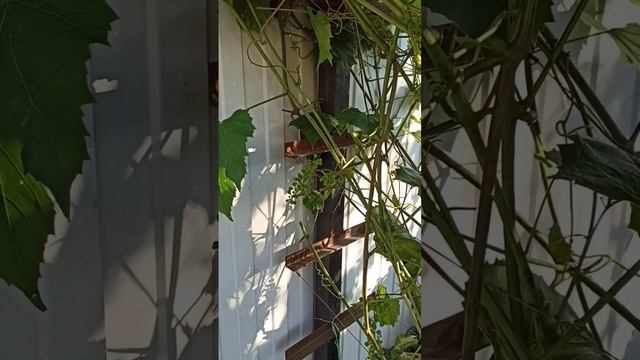 Виноград на даче ? смотреть онлайн