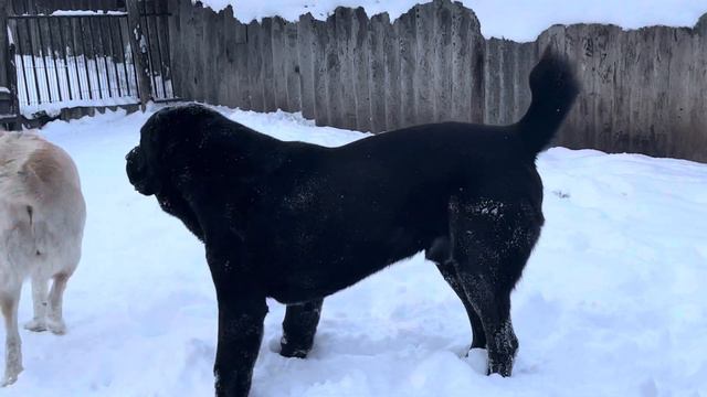 Питомник алабаев Аз марал Ульяновск смотреть онлайн
