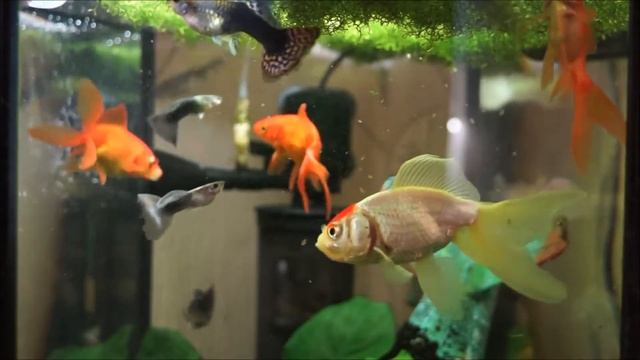 Кормление аквариумных рыб живой дафнией смотреть онлайн