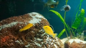 Цихлиды уход и содержание