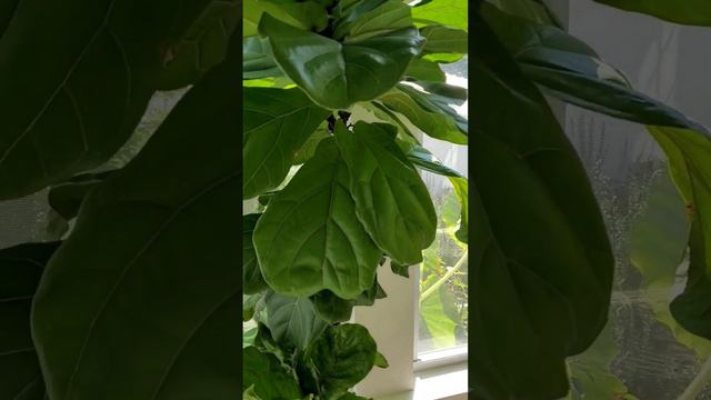 I CAN'T STOP PROPAGATING fiddle leaf fig trees! Quick walk around to show you my trick. #houseplant смотреть онлайн