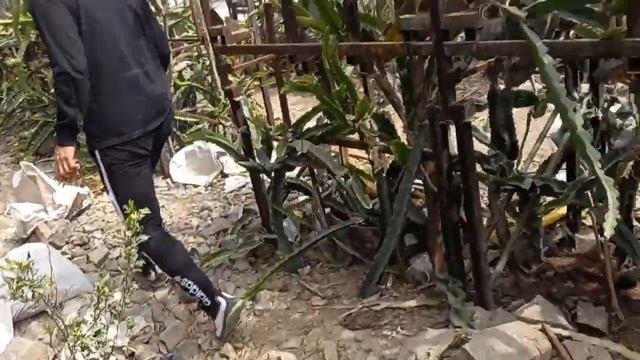 CULTIVO DE MUCHAS VARIEDADES DE PITAHAYA Y APROVECHAMIENTO DE LOS ESPACIOS смотреть онлайн