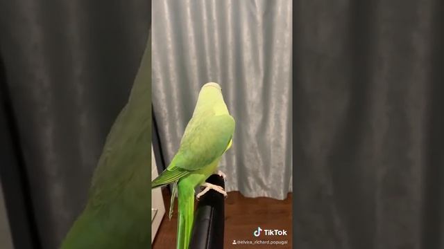 Говорящий ожереловый попугай Ричи смотреть онлайн